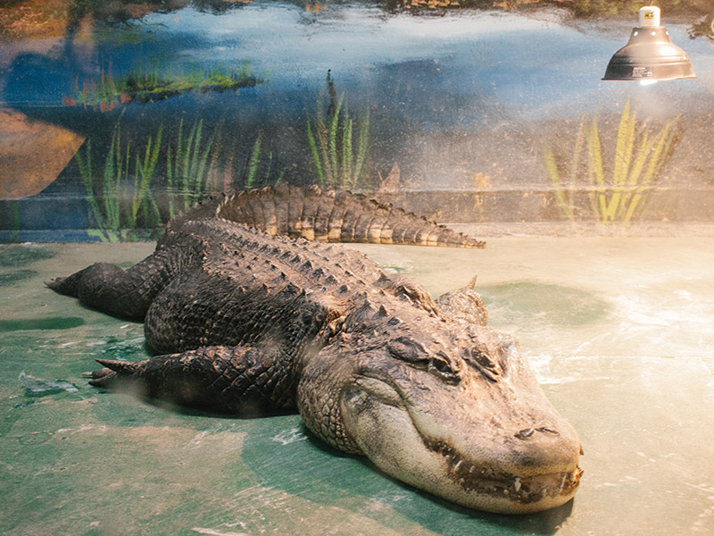 Alligator at the Westman Reptile Gardens, Brandon, Manitoba
