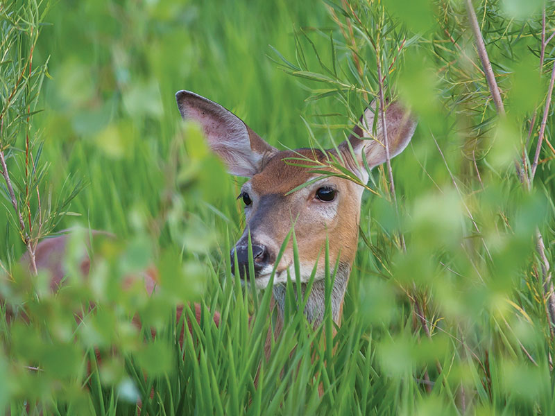 White-tailed deer looks out from behind green vegetation
