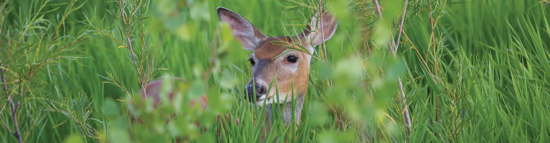 Whitetailed deer photographed at the Brandon Riverbank