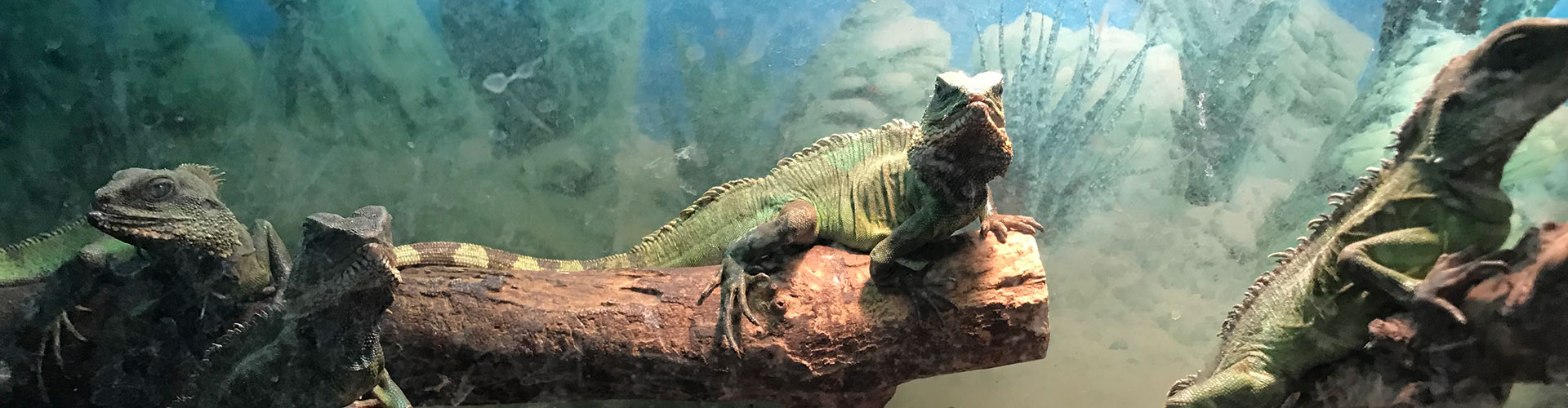 LIzard enclosure at Westman Reptile Gardens near Brandon, Manitoba